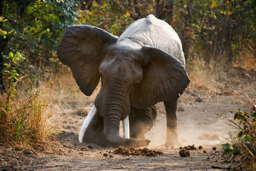 Angry elephant standing on the road. Zambia. South Luangwa National Park.  An excellent illustration.