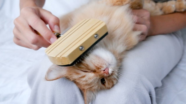 The Woman Combs A Dozing Cat's Fur. Ginger Cat Lies On Woman Legs.