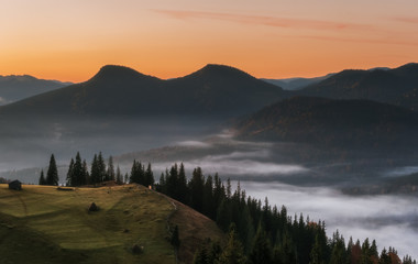 Carpathian Mountains. Mountain at sunrise, cows grazing on pasture fog