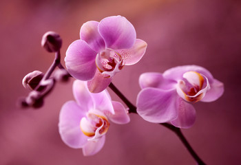Orchidea - Storczyki fiolet - obrazy, fototapety, plakaty
