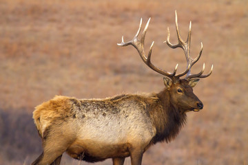 elk with antlers, Maxwell Wildlife Preserve, Kansas