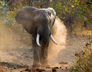 Fototapeta premium Wild Elephant throws the dust. Zambia. South Luangwa National Park. An excellent illustration.