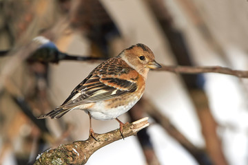 Brambling (Fringilla montifringilla)