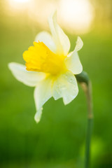 Fototapeta premium Yellow daffodil