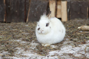 White rabbit at a petting zoo