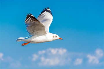 Fototapeta premium Seagull