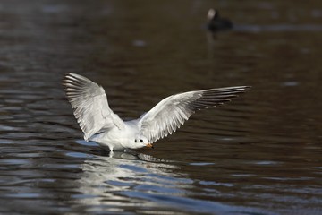 Seagull is landing on water.
