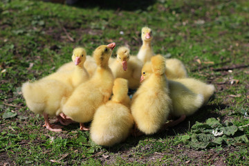 Little goslings