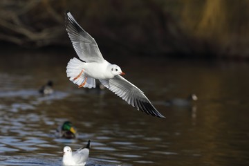 Fototapeta premium Seagull in flight. 