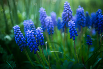 Grape hyacinth after rain