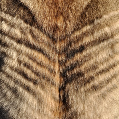 wolf fur Wolf fur texture for background