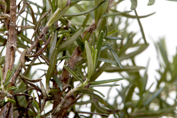 Fresh rosemary on white background