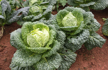 Savoy cabbage in the organic winter garden, Chiang Mai Province Thailand