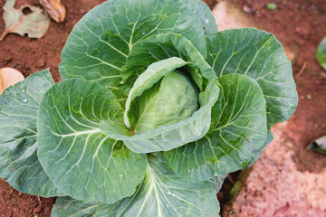 Savoy cabbage in the organic winter garden, Chiang Mai Province Thailand