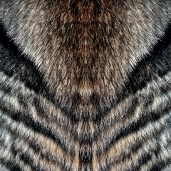 wolf fur Wolf fur texture for background