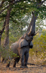 Elephant eats the young shoots of the tree. Zambia. Lower Zambezi National Park. Zambezi River. An...