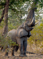 Elephant eats the young shoots of the tree. Zambia. Lower Zambezi National Park. Zambezi River. An excellent illustration.