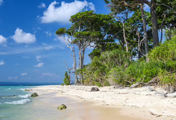 Fototapeta premium Forest Stretch at laxmanpur beach, Andaman and Nicobar