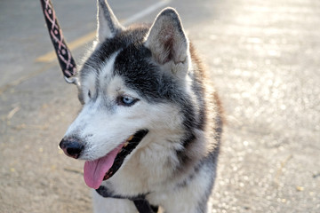 portrait of a dog, Siberian Husky