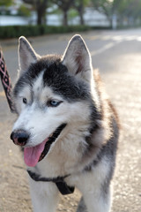 portrait of a dog, Siberian Husky
