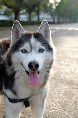 portrait of a dog, Siberian Husky