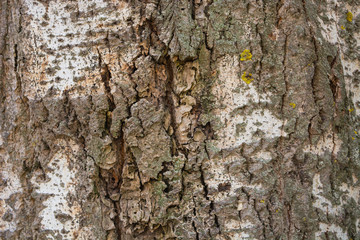 Bark of Tree