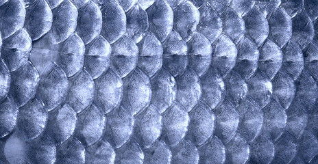 Metal blue fish scales © Kondor83