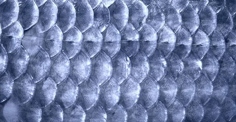 Fotobehang Metal blue fish scales © Kondor83