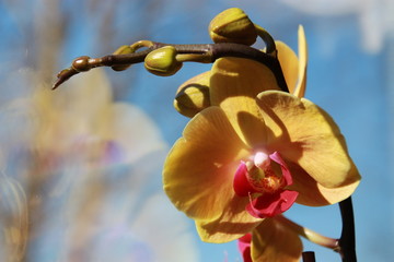 Yellow orchid - 102741600