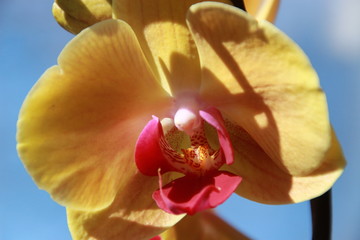 Yellow orchid - 102741607