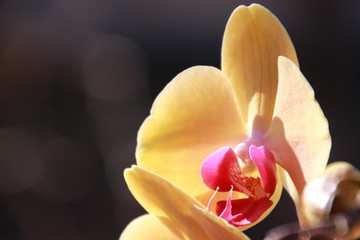 Yellow orchid - 102741613