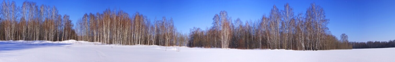 Panoramic view of snowy fields and birch forest in winter
