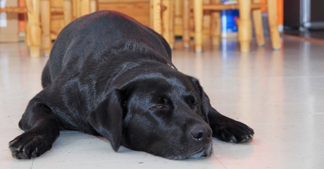 Black labrador asleep on the floor in the room