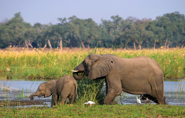 Elephant with baby near the Zambezi River. Zambia. Lower Zambezi National Park. Zambezi River. An...