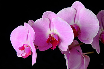 Fototapeta na wymiar Flowers purple orchids on a black background
