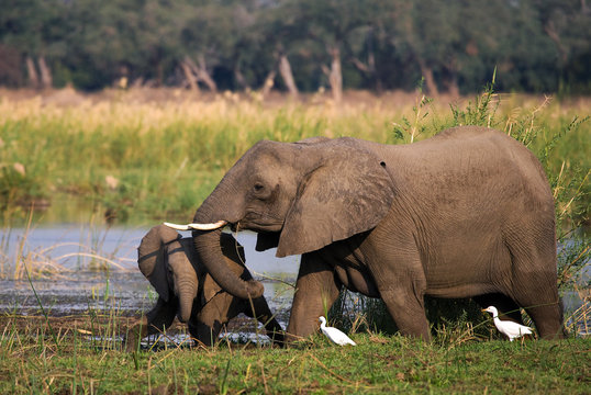 Fototapeta Elephant with baby near the Zambezi River. Zambia. Lower Zambezi National Park. Zambezi River. An excellent illustration.