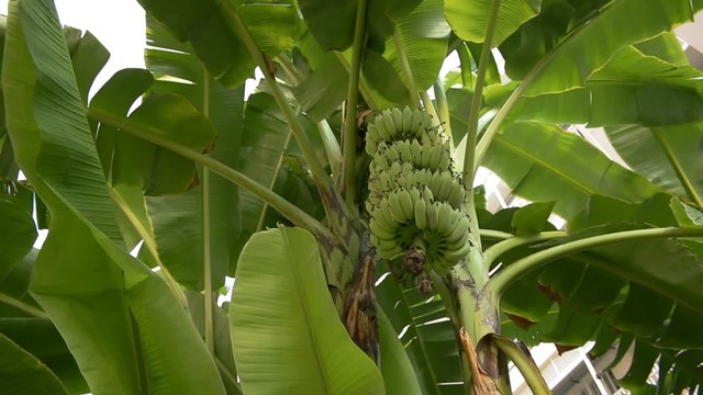 Growing green bunch of bananas on plantation