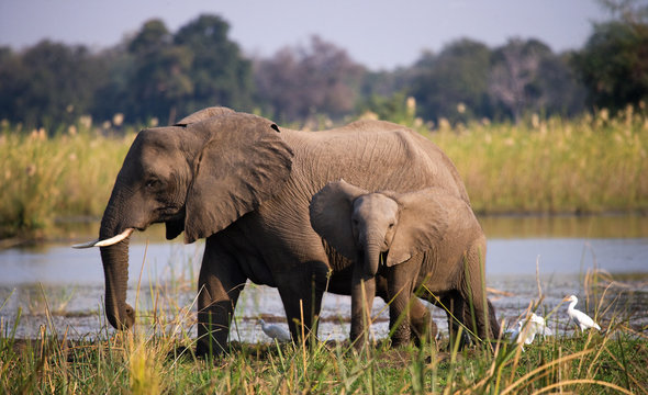 Fototapeta Elephant with baby near the Zambezi River. Zambia. Lower Zambezi National Park. Zambezi River. An excellent illustration.