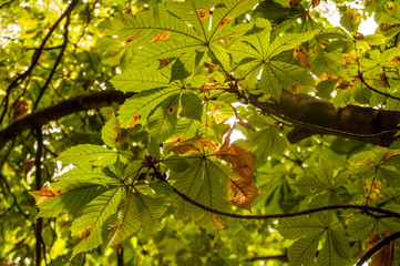 Autumn, forest, grove park, fall colors