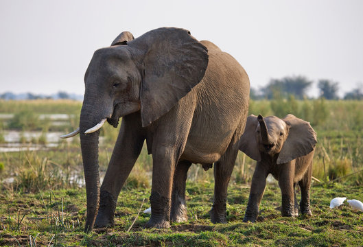 Fototapeta Elephant with baby near the Zambezi River. Zambia. Lower Zambezi National Park. Zambezi River. An excellent illustration.