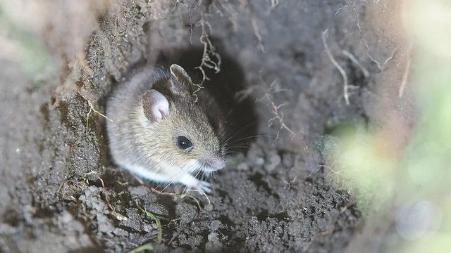 yellow-necked mouse (Apodemus flavicollis) hiding in a mouse hole in a field at night