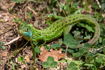 Lagarto ibérico