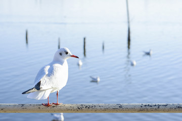 湖とユリカモメ