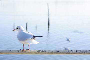 湖とユリカモメ