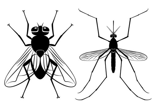 Vector silhouettes of a fly and mosquito