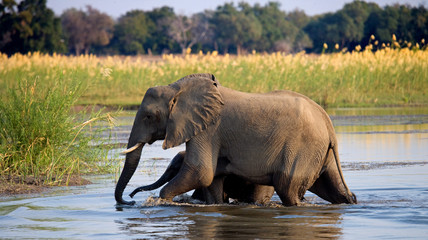 Fototapeta premium Elephant with baby crossing the river Zambezi.Zambia. Lower Zambezi National Park. Zambezi River. An excellent illustration.