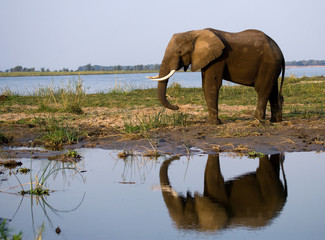 The elephant stands next to the Zambezi river with reflection in water. Zambia. Lower Zambezi...