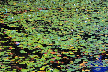 Water lily leaves