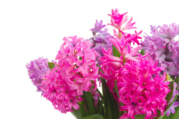 Pink and violet hyacinths