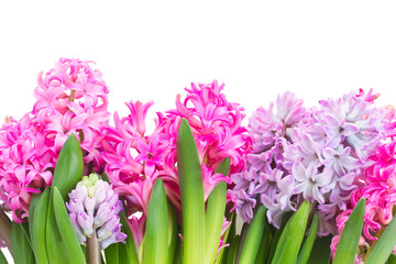 Pink and violet hyacinths